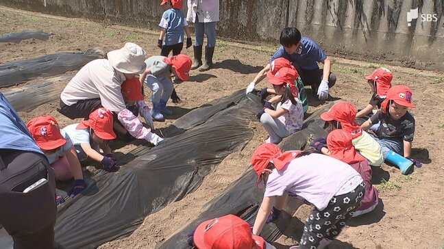 「大きくなーれ」幼稚園児28人がサツマイモの苗植えに挑戦 =静岡・伊東市|TBS NEWS DIG