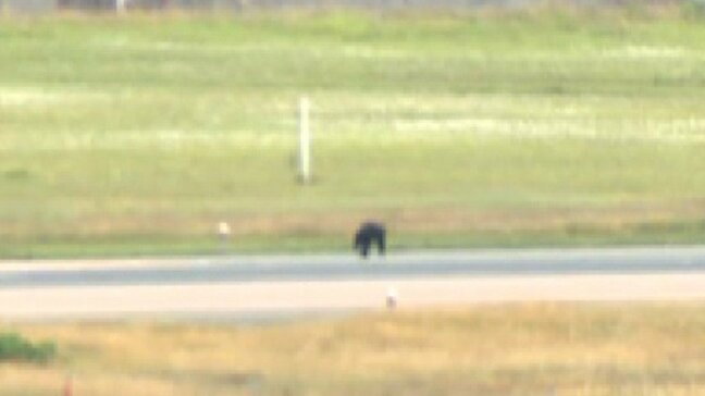 クマが滑走路走る　クマ出没の山形空港　午後2時まで滑走路閉鎖に|TBS NEWS DIG