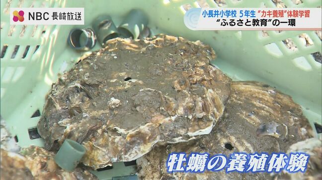 小学生が地元の特産品「牡蠣」の養殖を体験　|TBS NEWS DIG
