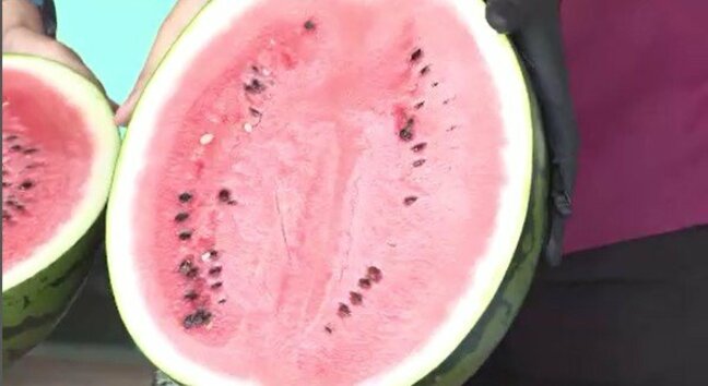 「シャリ感、甘み、最高の出来」長野県内一の“スイカの名産地”　松本市波田で露地栽培のスイカ　出荷スタート　長野|TBS NEWS DIG