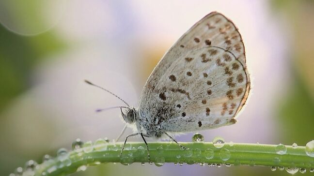 小さな小さな別世界 マクロレンズで昆虫が生きる世界を映し出した柴奥啓市さんの写真展【岡山】 |TBS NEWS DIG