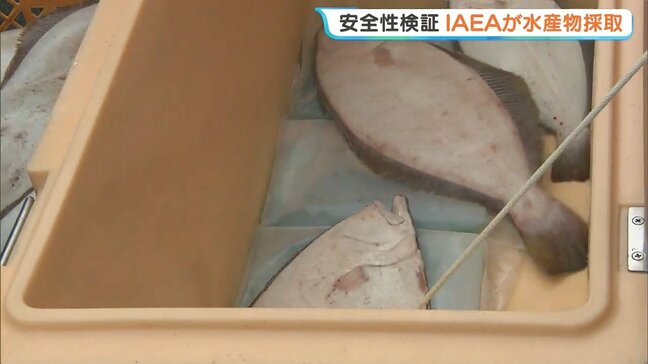 IAEAが“常磐もの”ヒラメ32キロ採取、水産物の安全性調査 福島・いわき市|TBS NEWS DIG
