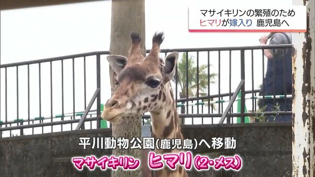 宮崎市フェニックス自然動物園のマサイキリン「ヒマリ」 鹿児島への嫁入りが決定|TBS NEWS DIG