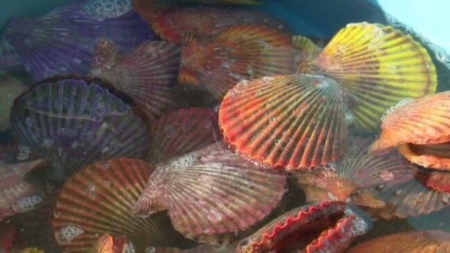 師走の贈り物に人気のヒオウギ貝 愛媛・愛南町で出荷スタート 夏場の高水温を乗り越え旨味濃厚! 600ケース出荷見込み|TBS NEWS DIG