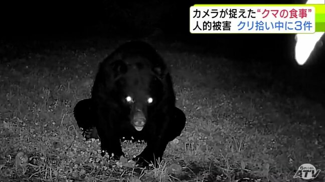 クリを頬張るのは…“クマの食事”カメラが捉える　食害受けて苦慮する農園から悲鳴「動物との戦いになっちゃって…」「どっちが早く収穫するか…」2025年の収穫量は24年の半分程度で過去最悪になる見込み|TBS NEWS DIG