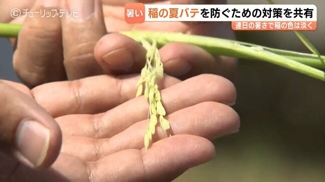 コシヒカリが猛暑で「夏バテ？」暑さに強い「富富富」は順調　例年より5日早い出穂期、コメの緊急対策を共有　富山・黒部市|TBS NEWS DIG