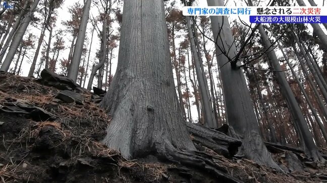 【山火事】大船渡市の山林火災　焼失した山林の今　専門家の調査に同行　二次災害の心配は？　岩手|TBS NEWS DIG