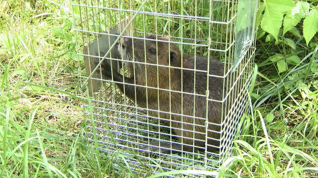 「頑張って作ろうという矢先でショック」特定外来生物『ヌートリア』稲への被害深刻...収穫量2割減少見込みの地域も=静岡|TBS NEWS DIG