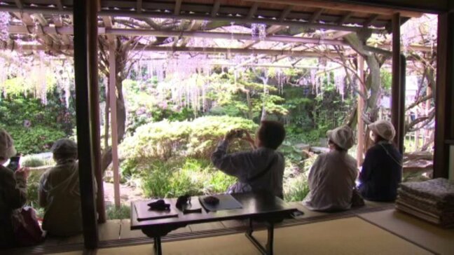 街中のオアシス「庚申庵」のフジの花が見頃 俳人・栗田樗堂が作った庵で春のひと時楽しむ|TBS NEWS DIG