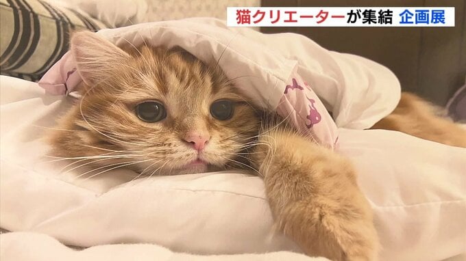 フォロワー60万人超　話題の “猫クリエーター” 集結　癒しの写真　広島パルコで企画展　|　RCC NEWS | 広島ニュース | RCC中国放送