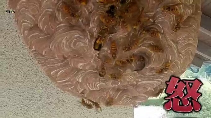 すごく気が立って怒ってます！なぜ？この時期特に凶暴なスズメバチに迫る　|　山口のニュース・天気・防災｜tys NEWS｜ｔｙｓテレビ山口