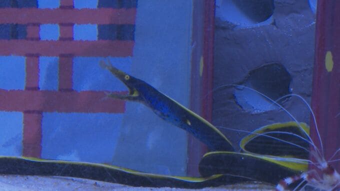 正月限定 ふだん見られない生き物たちも展示　下関市の水族館「海響館」で干支の交代式　正月特別展示　|　山口のニュース・天気・防災｜tys NEWS｜ｔｙｓテレビ山口