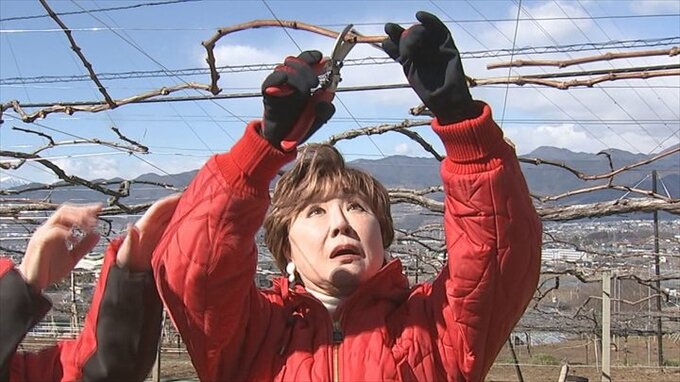 「世界中に甲州ワインをPRしていく」　演歌界の大御所・小林幸子さんがワイン醸造用ブドウ園の園主に　|　山梨のニュース | ＵＴＹテレビ山梨