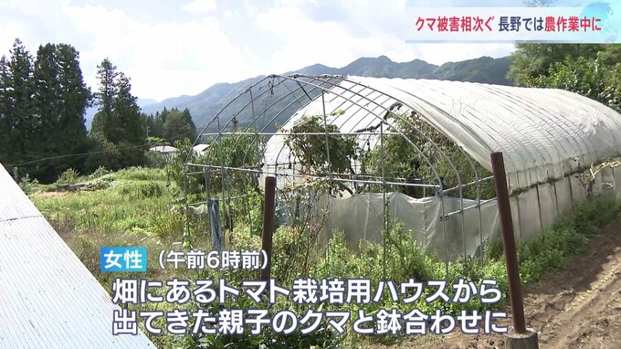 親クマが農作業中の女性に覆いかぶさる 親子のクマがトマト栽培のハウスから出てきて鉢合わせ 78歳女性けが 長野市|TBS NEWS DIG