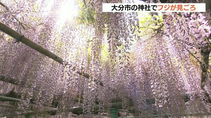 藤の花が見ごろ　紫色のカーテン例年より1週間早く満開　大分　|　大分のニュース｜OBS NEWS｜大分放送