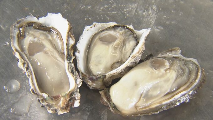 三重・鳥羽市で養殖されるブランド“浦村カキ”  最盛期迎え「生きているカキは去年よりも多い」 広島の不漁が続けば価格高騰の可能性も　|　名古屋・愛知・岐阜・三重のニュース【CBC news】 | CBC web