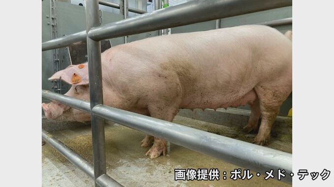 国内初　遺伝子改変ブタの腎臓をサルへ移植に成功　ヒトへの「異種移植」も目指す|TBS NEWS DIG