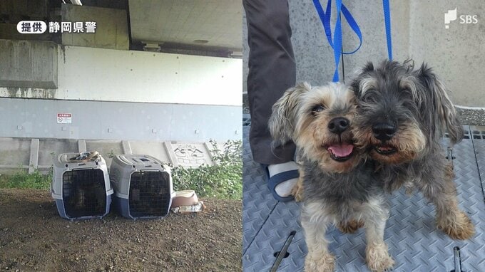 犬を捨てたら拘禁刑1年も ではカメは？金魚は？ 動物愛護法の意外な境界線|TBS NEWS DIG