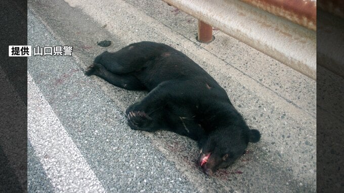 「両腕で顔や頭を覆いうつ伏せに、ダメージを最小限に」クマに遭遇したらどうすれば？被害を防ぐ方法を聞きました　|　山口のニュース・天気・防災｜tys NEWS｜ｔｙｓテレビ山口