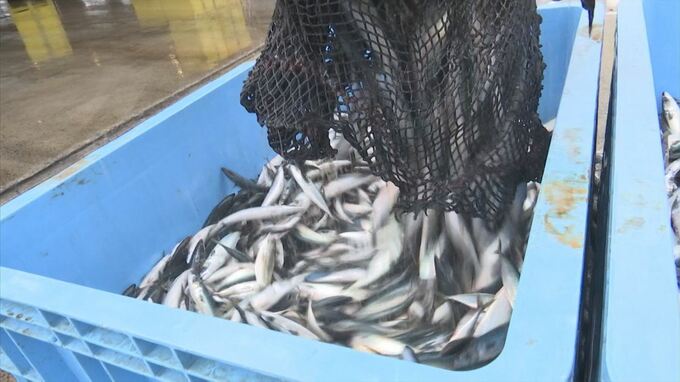 「脂がのっている感じでおすすめです」連日の大漁旗…サバシーズン到来！鳥取県・境港　　|　BSSニュース | BSS山陰放送