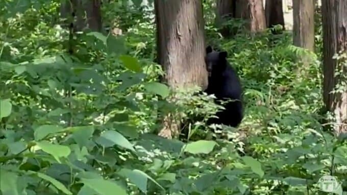現在3万5000頭が生息と推定の“ツキノワグマ”　「共食いが非常に起こる時期」専門家も指摘　“5月中旬～6月にかけて”はクマとの遭遇に特に注意を！　|　青森のニュース│ATV NEWS│青森テレビ