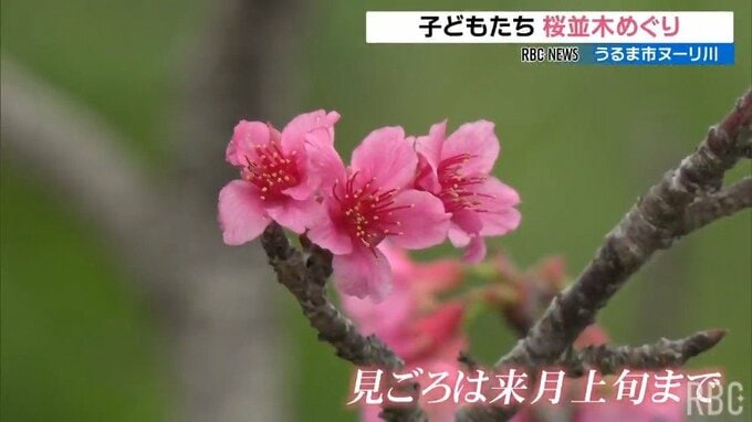 「100万本咲いてほしい」子どもたちが満開の桜並木を散策　うるま市のヌーリ川　|　沖縄のニュース｜RBC 琉球放送