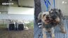 「住むマンションがペット禁止だったため」飼い犬2匹を安倍川の河川敷に置き去りか 男女2人書類送検 ＝静岡市駿河区　|　静岡のニュース | SBSNEWS | 静岡放送