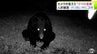 クリを頬張るのは…“クマの食事”カメラが捉える　食害受けて苦慮する農園から悲鳴「動物との戦いになっちゃって…」「どっちが早く収穫するか…」2025年の収穫量は24年の半分程度で過去最悪になる見込み　|　青森のニュース│ATV NEWS│青森テレビ