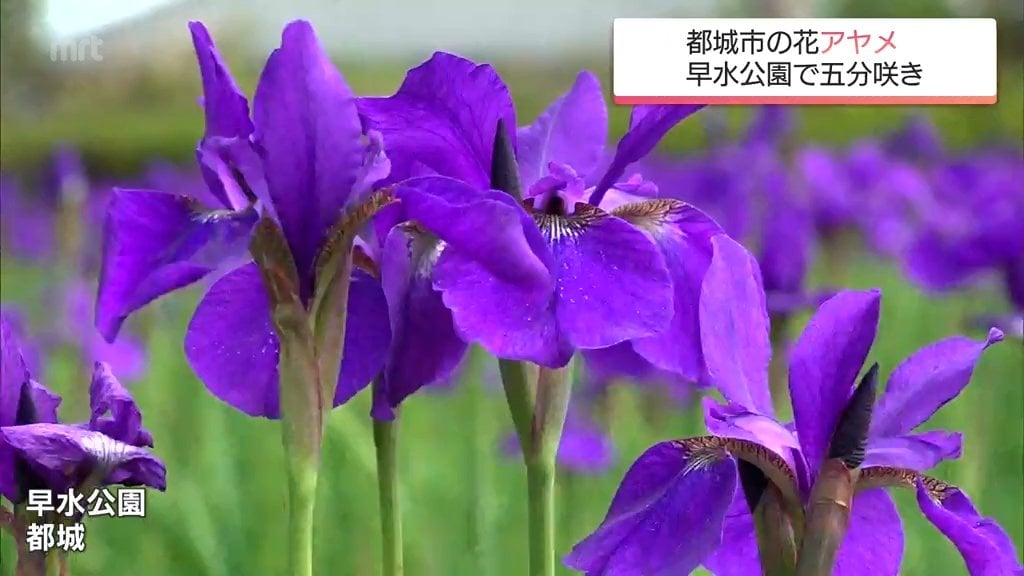 ♥鮮やか紫色 ♥日本アヤメ 100芽 8900円 img_47057cb56457d1afb89abc0465