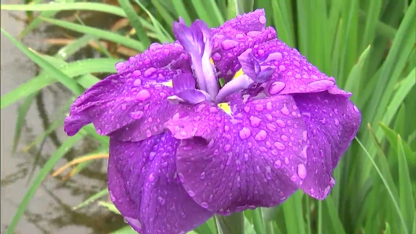 雨に濡れ鮮やかさを増すハナショウブ “かわつ花菖蒲園”で95種類・約1万
