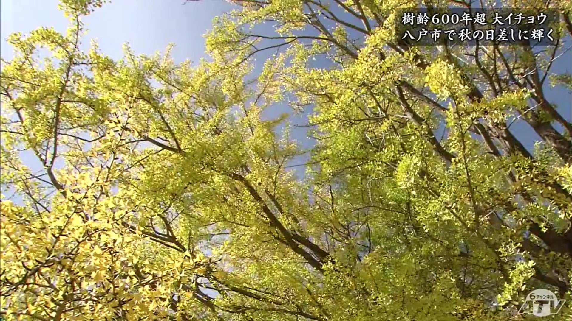 8希少　縁起物　大型　親木ヤドリギ　 黄色実　青森産 5希少 縁起物 超大型 親木ヤドリギ 黄色実がたくさん 青森産 ヤドリギを