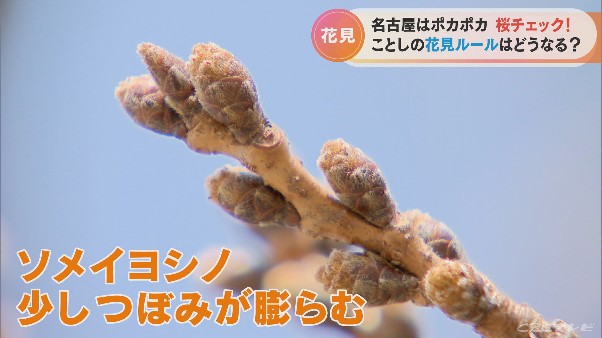 名古屋は｢ポカポカ陽気｣ サクラのつぼみの様子は？ ことしの花見ルールはどうなる？ | TBS NEWS DIG