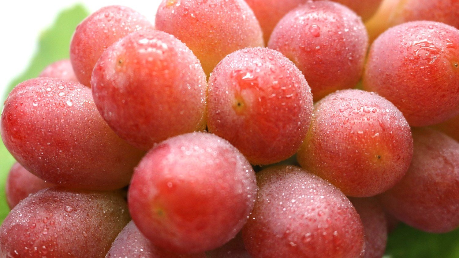 赤いシャインマスカット 10万円寄付に1房 高い ところが3日で限定数完売 山梨県がふるさと納税の返礼品にした 甲斐ベリー７ って Tbs News Dig 1ページ