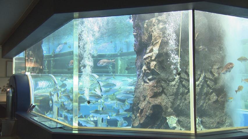 富山湾大水槽に “主役” が帰ってきた！ 4.5キロのブリを飼育員が次々と