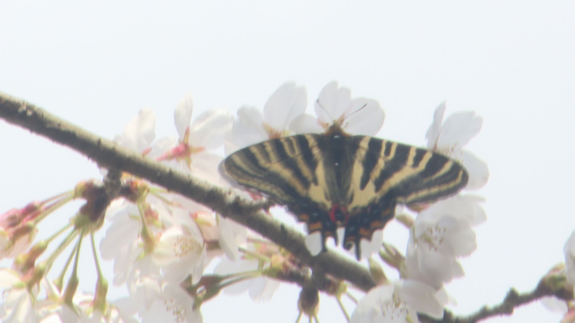 絶滅危惧種の“ギフチョウ” 見ごろのミズバショウと春の共演 | 石川県の