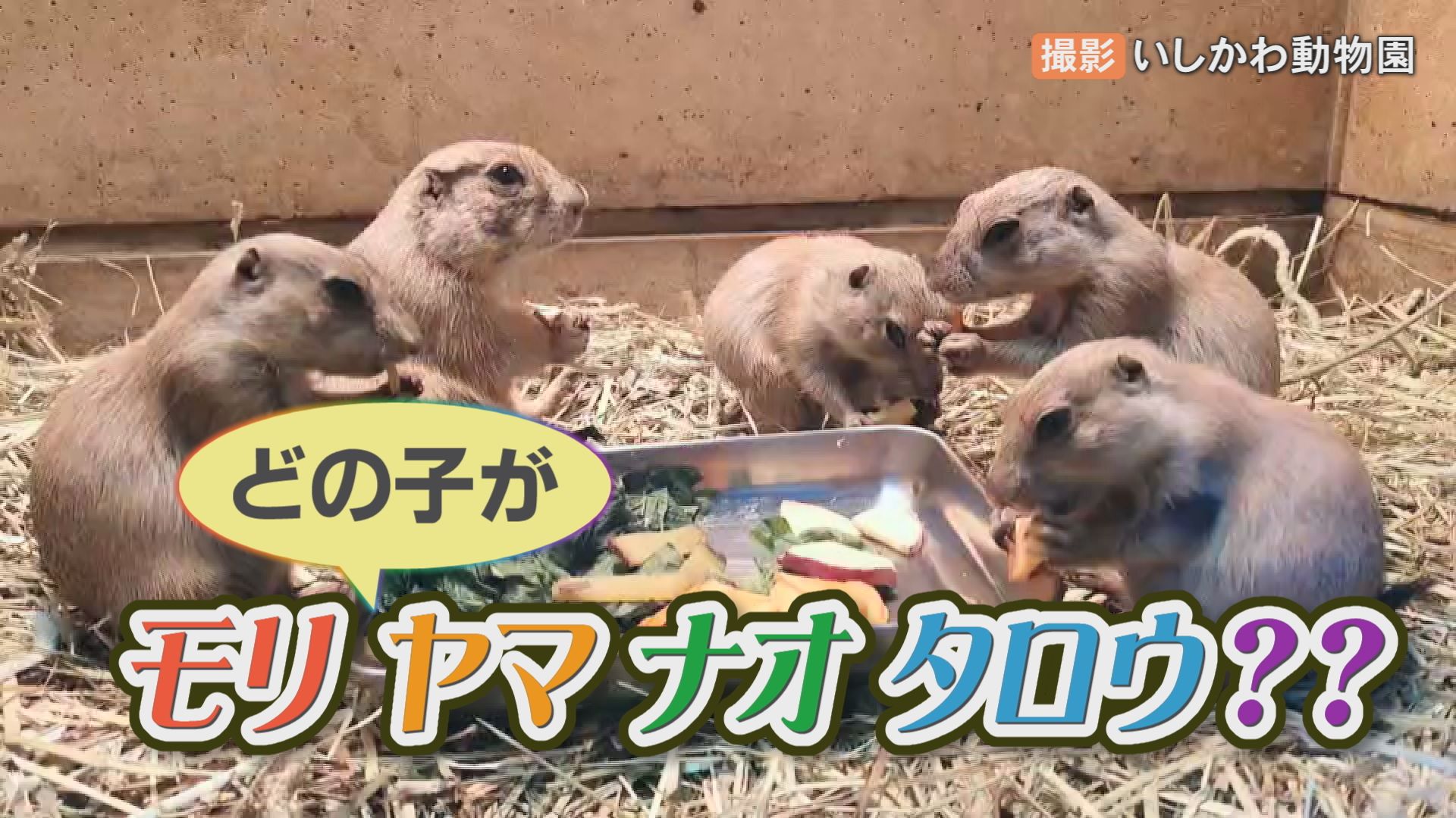 どの子が モリ ヤマ ナオ タロウ プレーリードッグだけじゃない 動物の名前ふしぎ発見 Tbs News Dig