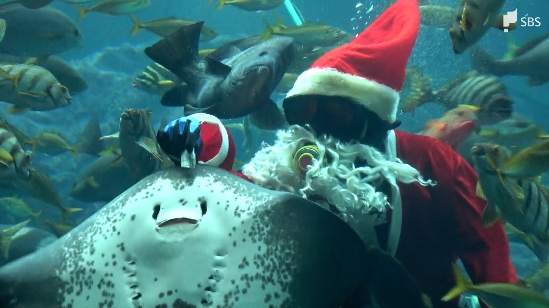 水族館の大水槽にサンタクロース登場 魚に餌の“クリスマスプレゼント