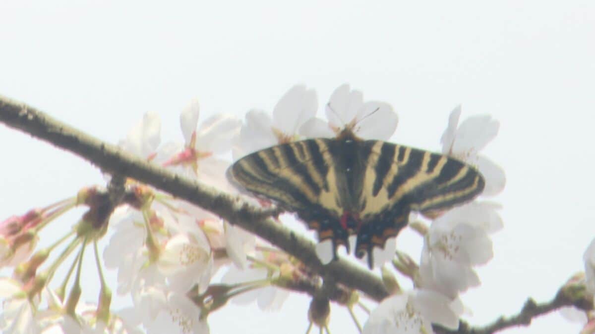 絶滅危惧種の“ギフチョウ” 見ごろのミズバショウと春の共演 | 石川県の