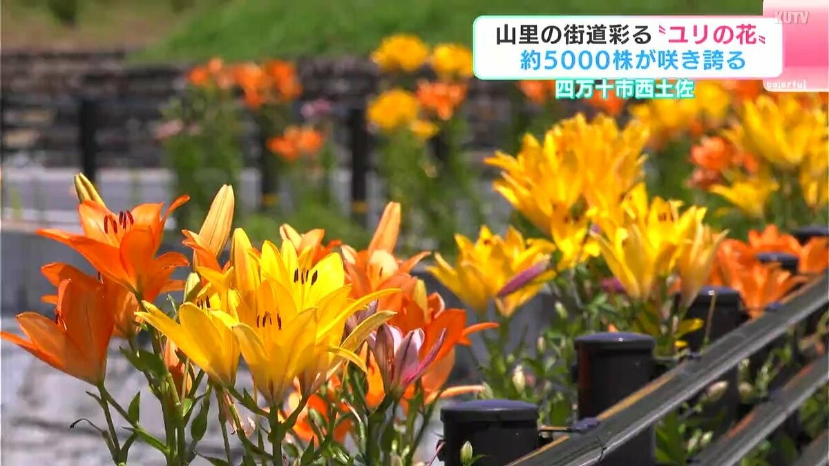 山里の街道彩る“ユリの花” 約5000株が咲き誇る 高知県四万十市西土佐