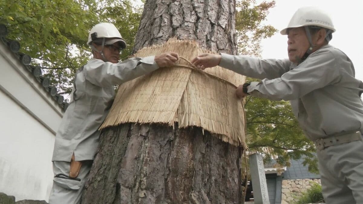 岡崎城公園の松125本に「こも」を巻く冬支度 マツの葉を食べ荒らす害虫
