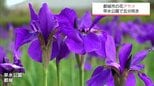 約42万本のアヤメが咲き始める　都城市の早水公園|TBS NEWS DIG