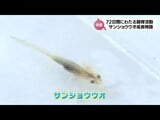 【カメラマンリポート 】72日間にわたる飼育活動 サンショウウオの成長物語 | MRTニュース | MRT宮崎放送