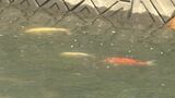 住宅街の川に「ニシキゴイ」、田んぼに「巨大ナマズ」　突然バシャバシャ群れて驚き　前日の大雨影響か　|　BSSニュース | BSS山陰放送
