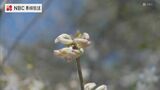 絶滅危惧種の花「ツシマヒョウタンボク」 日本では長崎・対馬にだけ自生 | 長崎のニュース | 天気 | NBC長崎放送