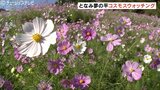 100万本のコスモス畑 夢の平でウォッチング 名物の庄川アユ塩焼きも登場 富山・砺波市|TBS NEWS DIG