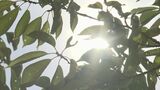 【気象情報】岩手県内に熱中症警戒アラート発表 3日はなるべく外出控えて|TBS NEWS DIG