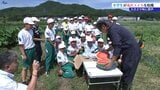 スイカの大きさ、味に児童たちから大歓声! 小学生が地元名産のスイカを収穫 岩手・滝沢市|TBS NEWS DIG