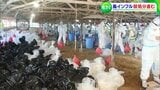 香川・観音寺市の養鶏場で今季3例目の「鳥インフルエンザ」感染疑い 確認後、殺処分へ | 岡山・香川のニュース | 天気 | RSK山陽放送