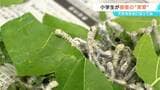 「大きなまゆになってね」七二会小学校で「おかいこさん」を学ぶ授業 長野市|TBS NEWS DIG