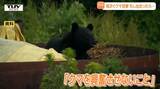 「人の近くはおいしい」クマと遭遇し "逃げられない" 場合は?専門家が教えるクマの習性と、もしもの対処法「テンパったら見境なく襲う」「人を全然恐れていない」(山形) | 山形のニュース│TUYテレビユー山形
